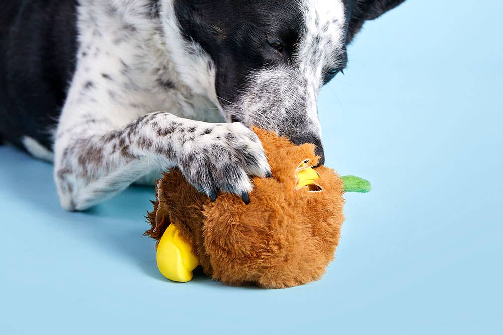 BARK Fowl Play Dog Toy