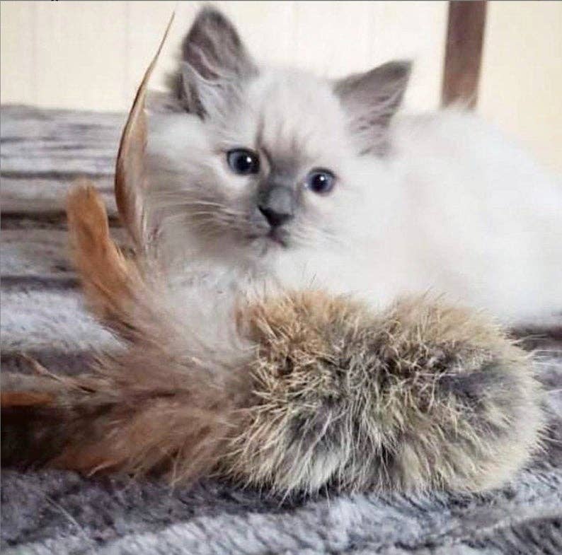 Cat Toy Natural Rabbit Fur & Feathers, Handmade, Birbits