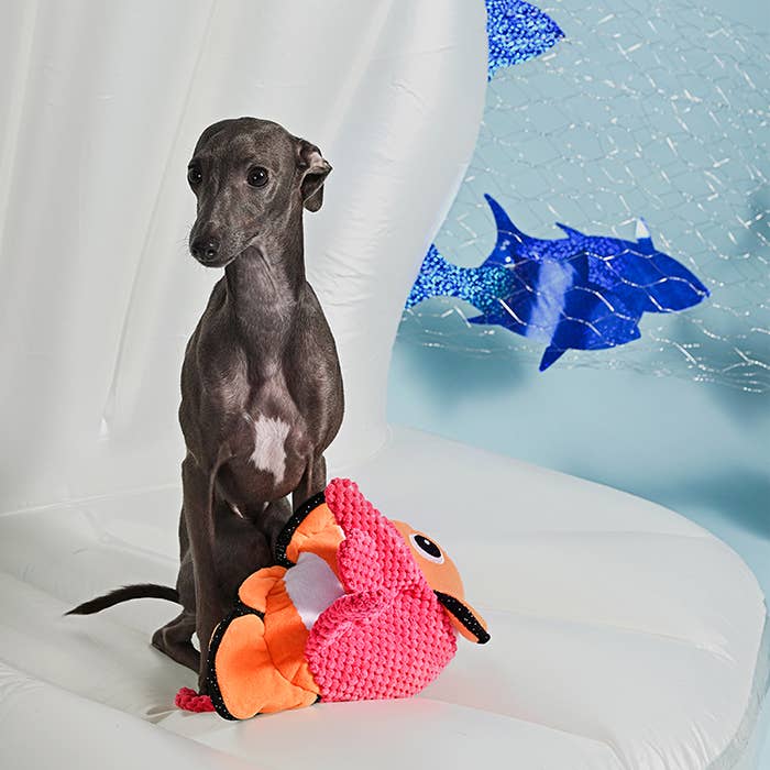 Dog Toy Clown Fish Ocean Pals Plush Toy