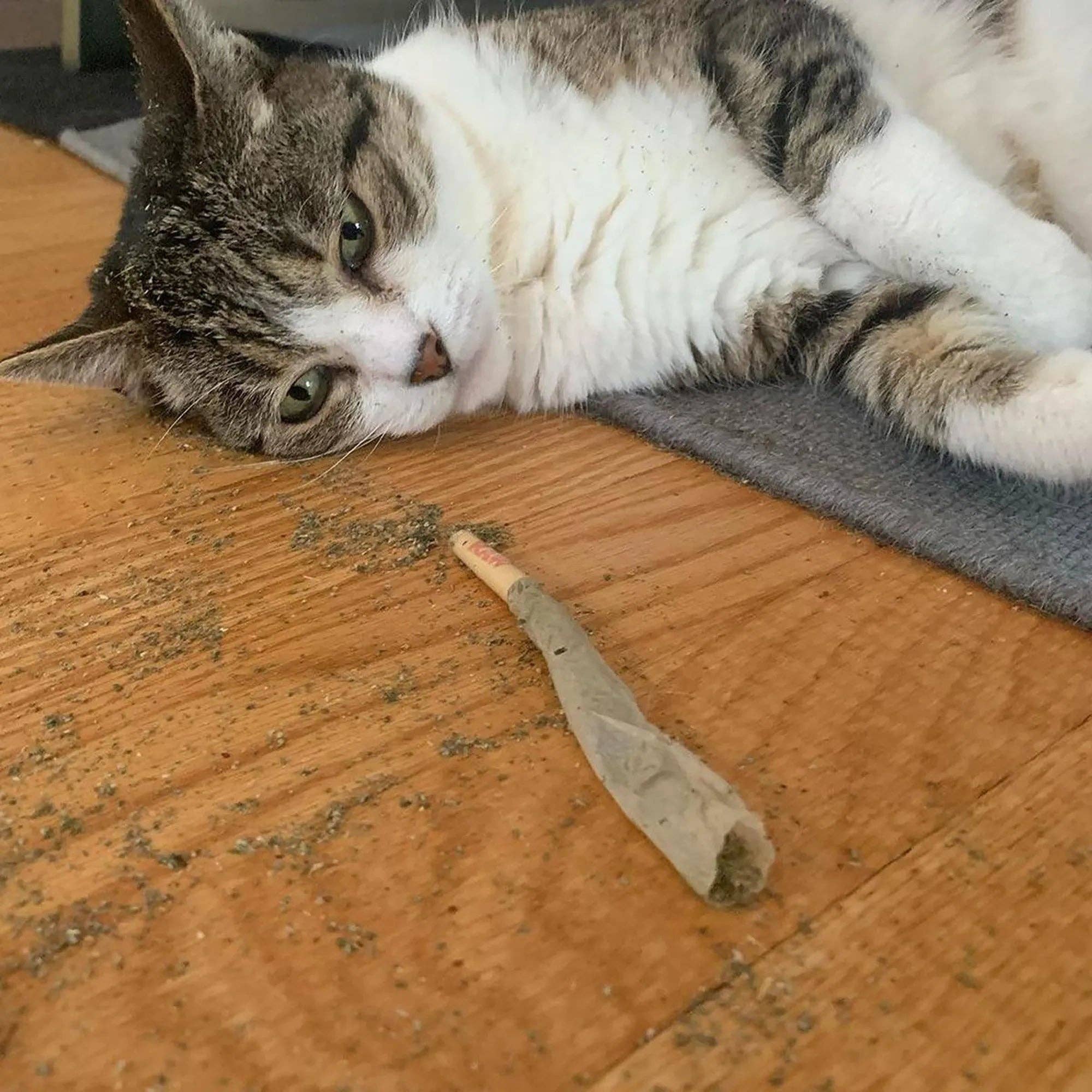 Meowijuana® Catnibas® King Size Rollies