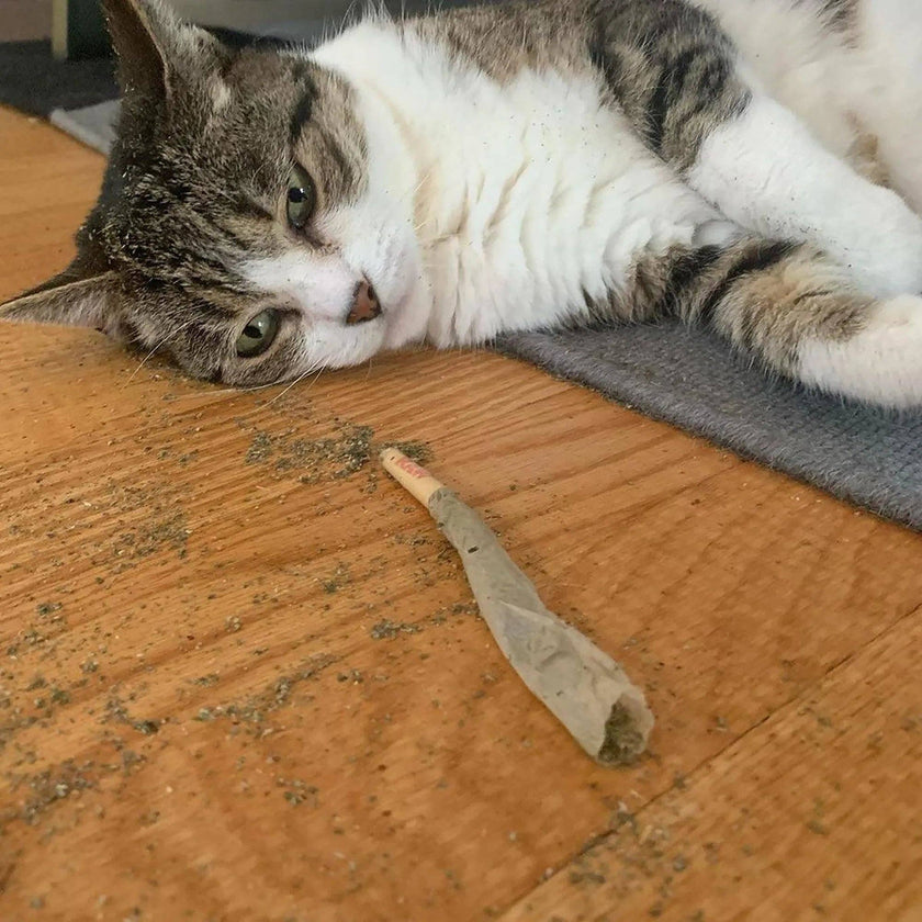 Meowijuana® Catnibas® King Size Rollies