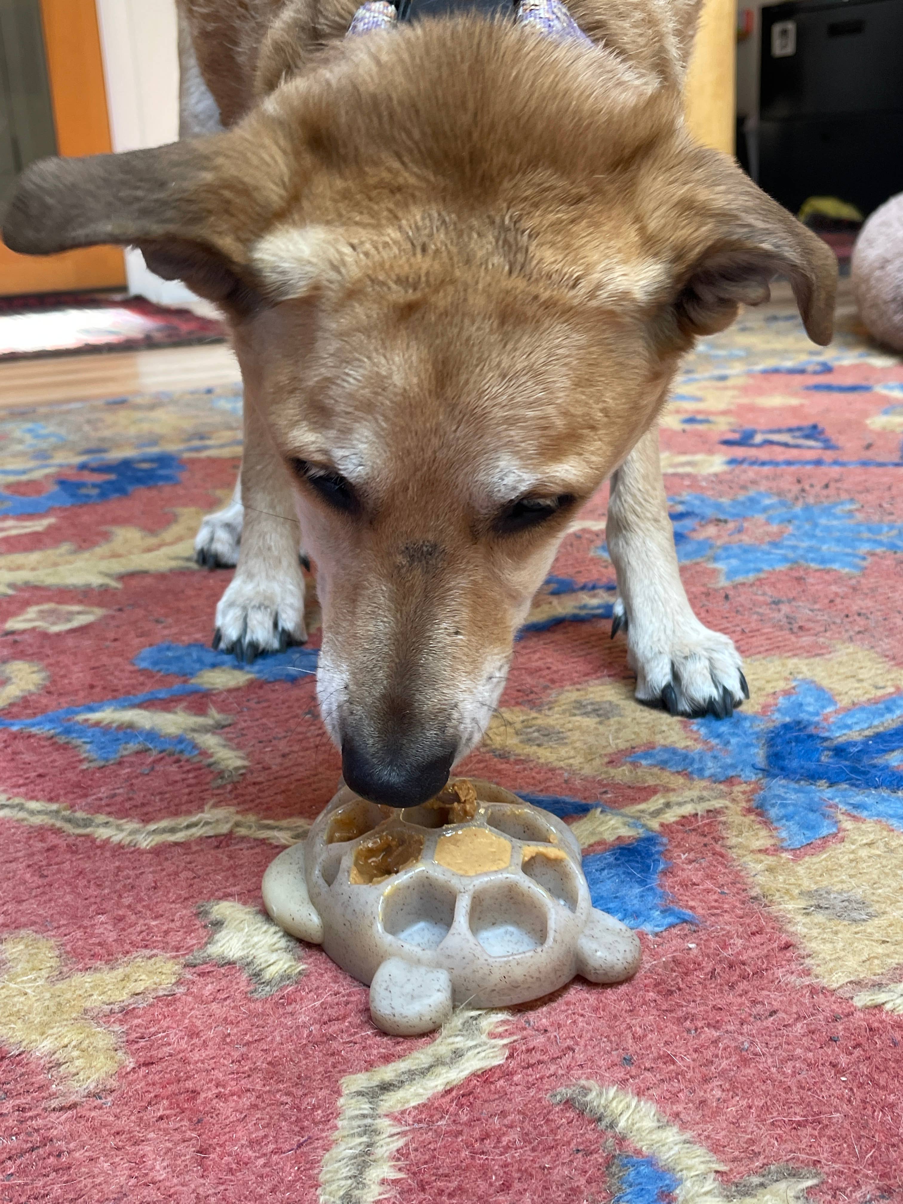 Dog Toy Turtle Durable Nylon Chew and Enrichment Toy