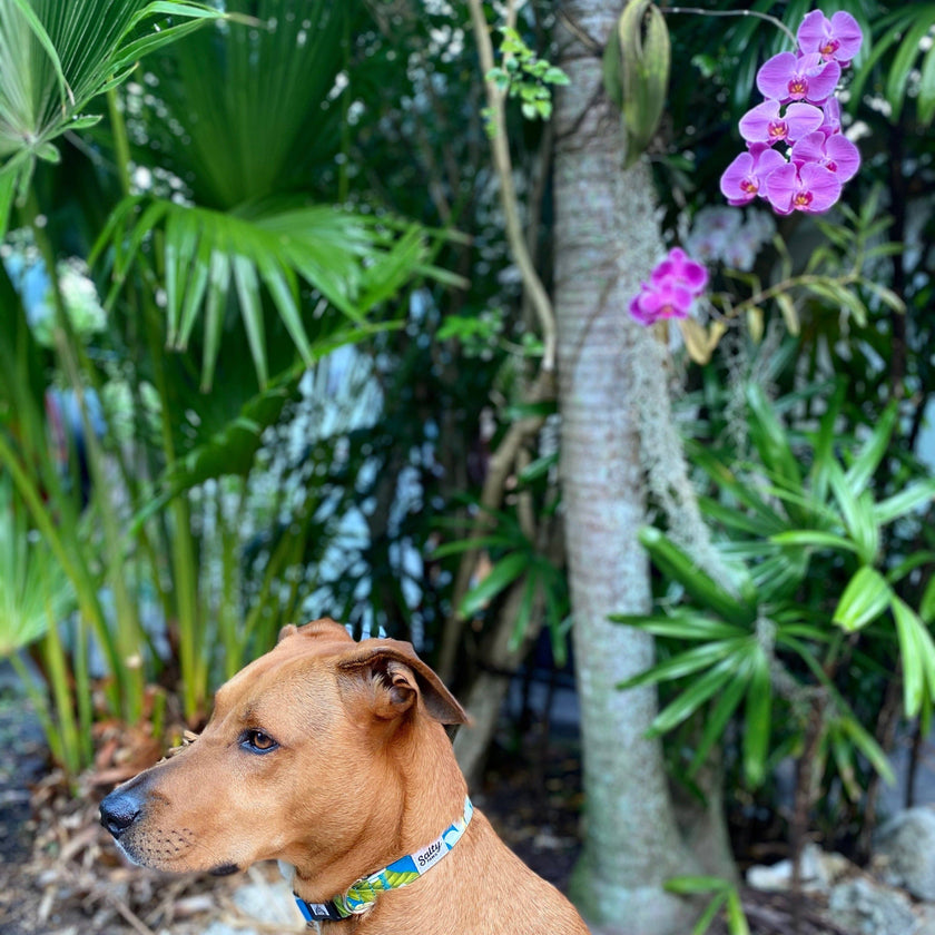 Blue Plumeria Tropical Dog Collar Made with Repreve