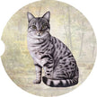 Tabby Silver Car Coaster: Sitting