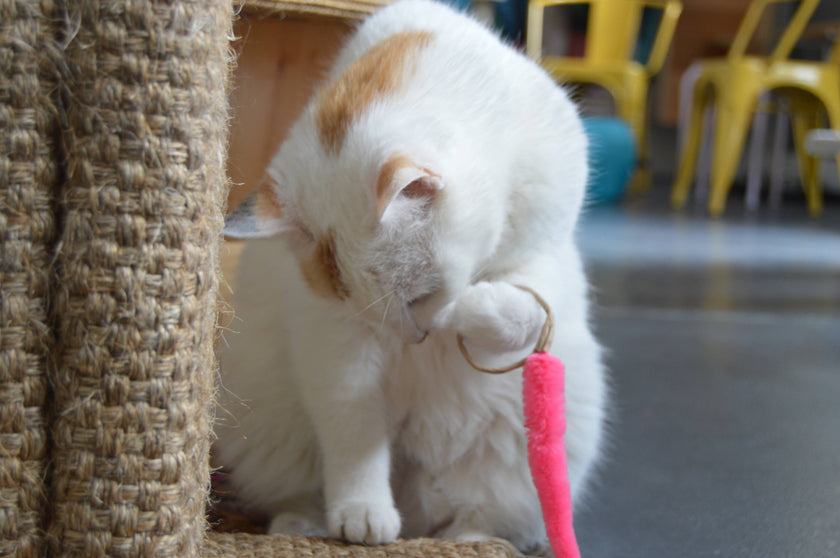 Cat Toy Wand Attachment Toy A-Lure-Ring Ring with tail