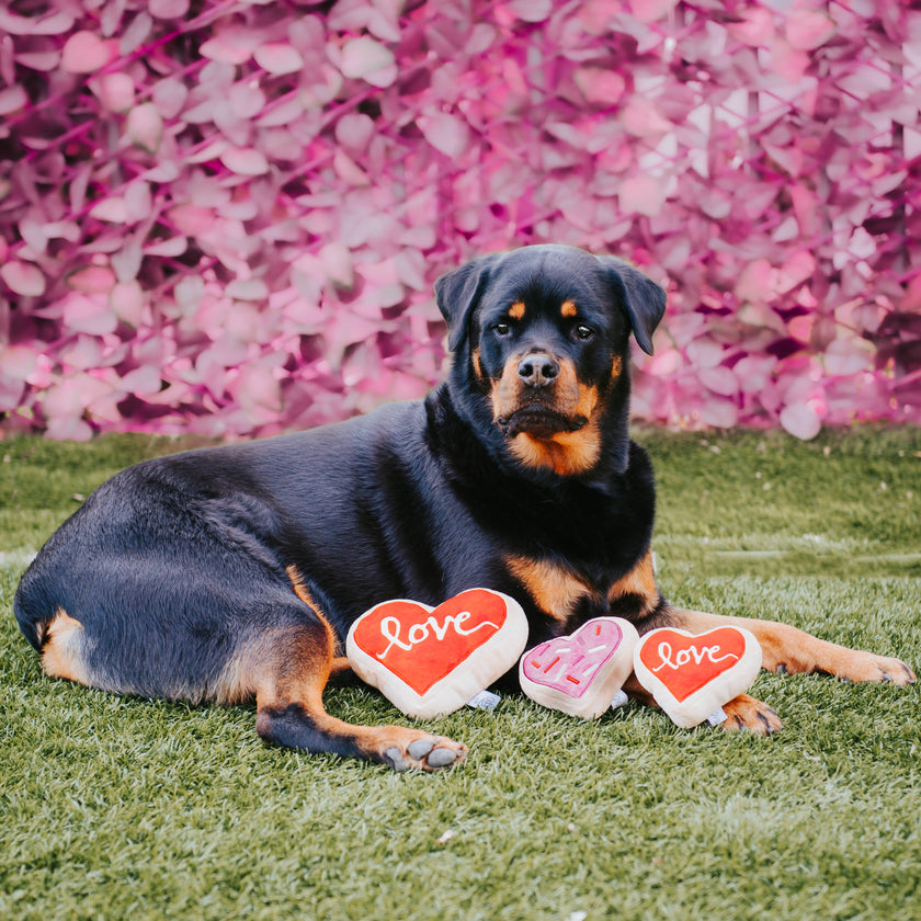 Valentine's Pink Heart Sugar Cookie Dog Toy