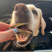 Sardines Dehydrated Pet Treats: High-Protein & Natural 50g