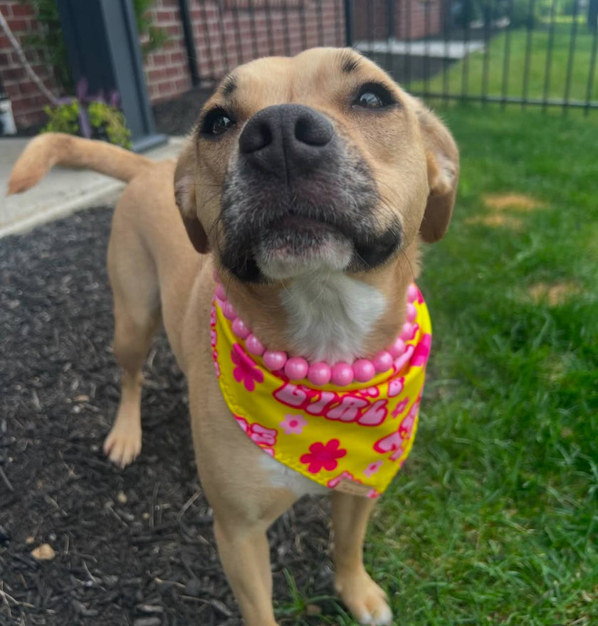 Opal Bubble Gum Pink | Beaded Dog Collar