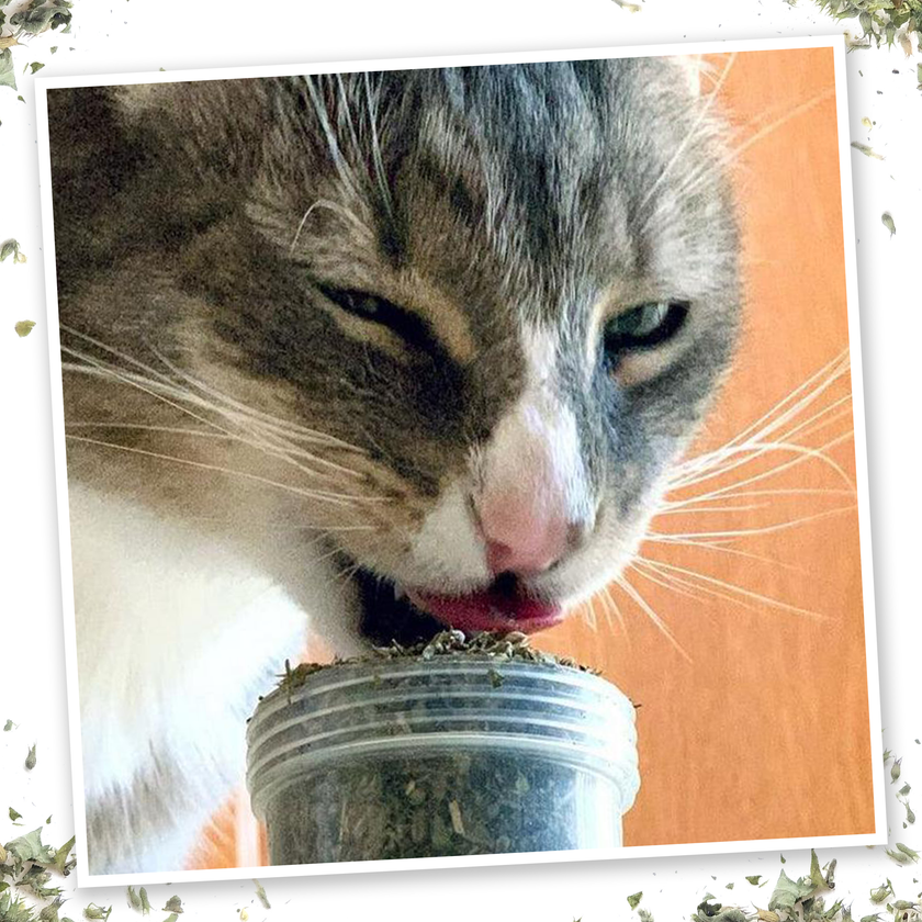 Meowi-Waui - Ground Catnip and Catnip Buds