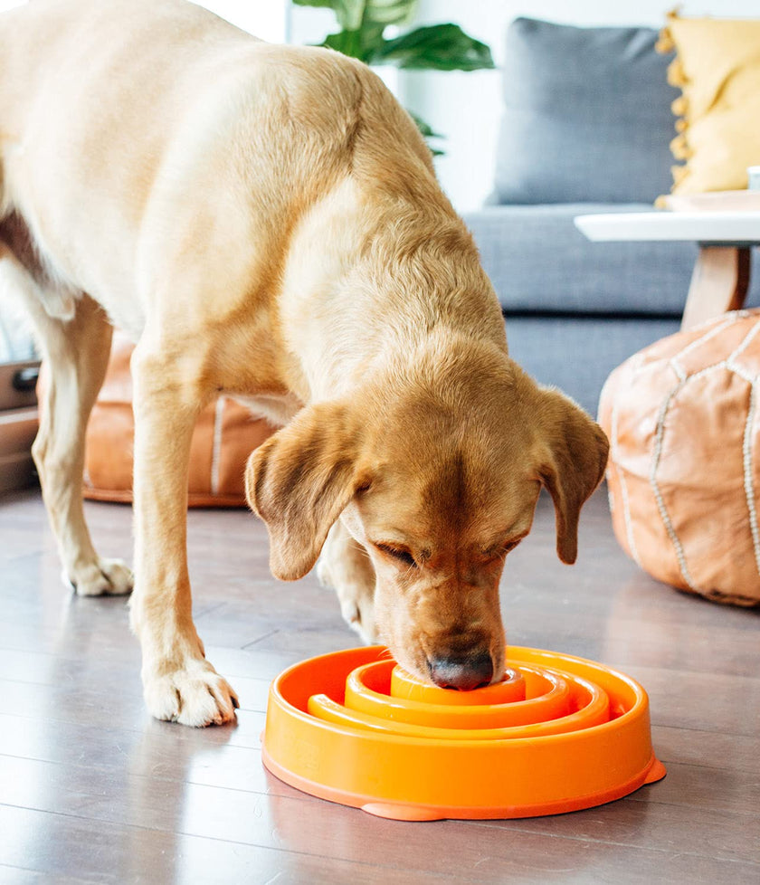 Outward Hound Fun Feeder Slow Feeder Pet Bowl