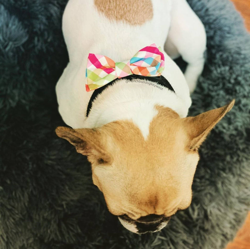 H&K Bow Tie Check Yellow/Orange