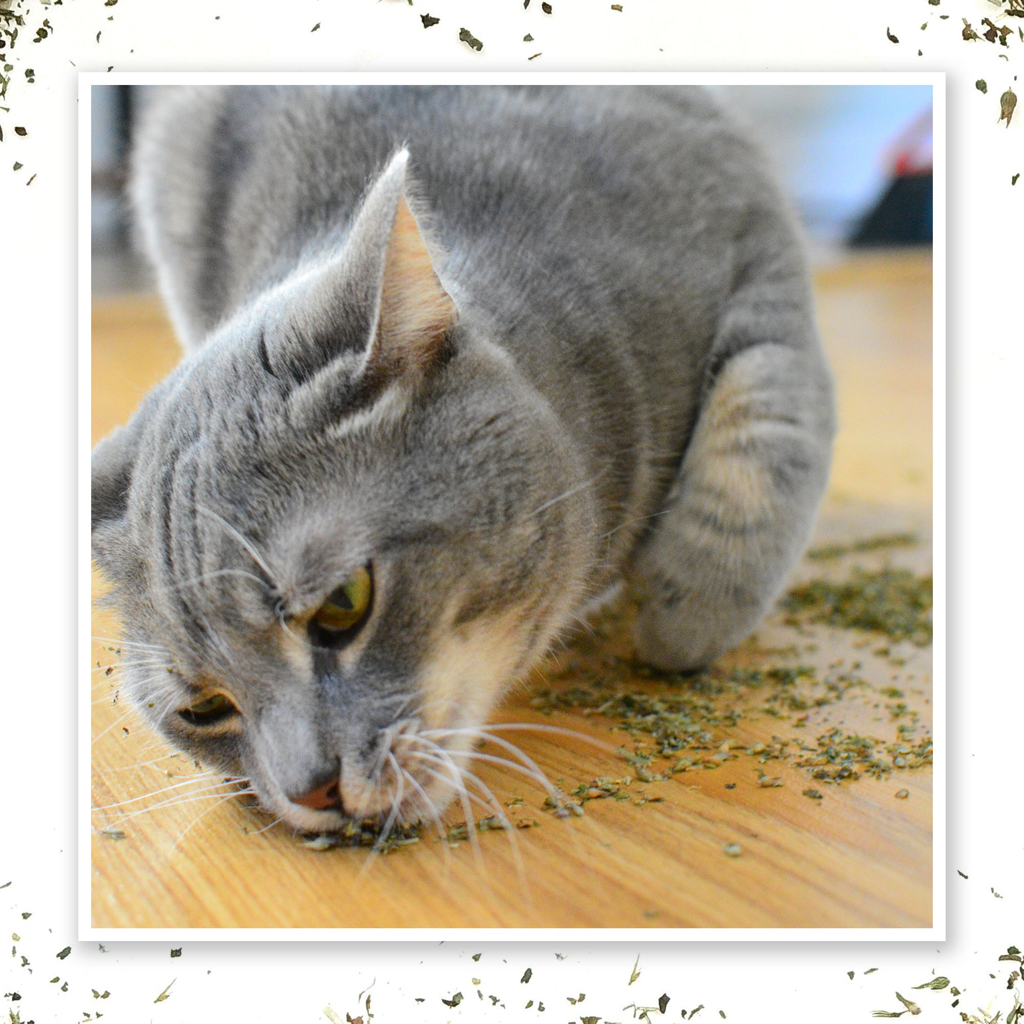 Purrple Passion - Silvervine and Catnip Blend