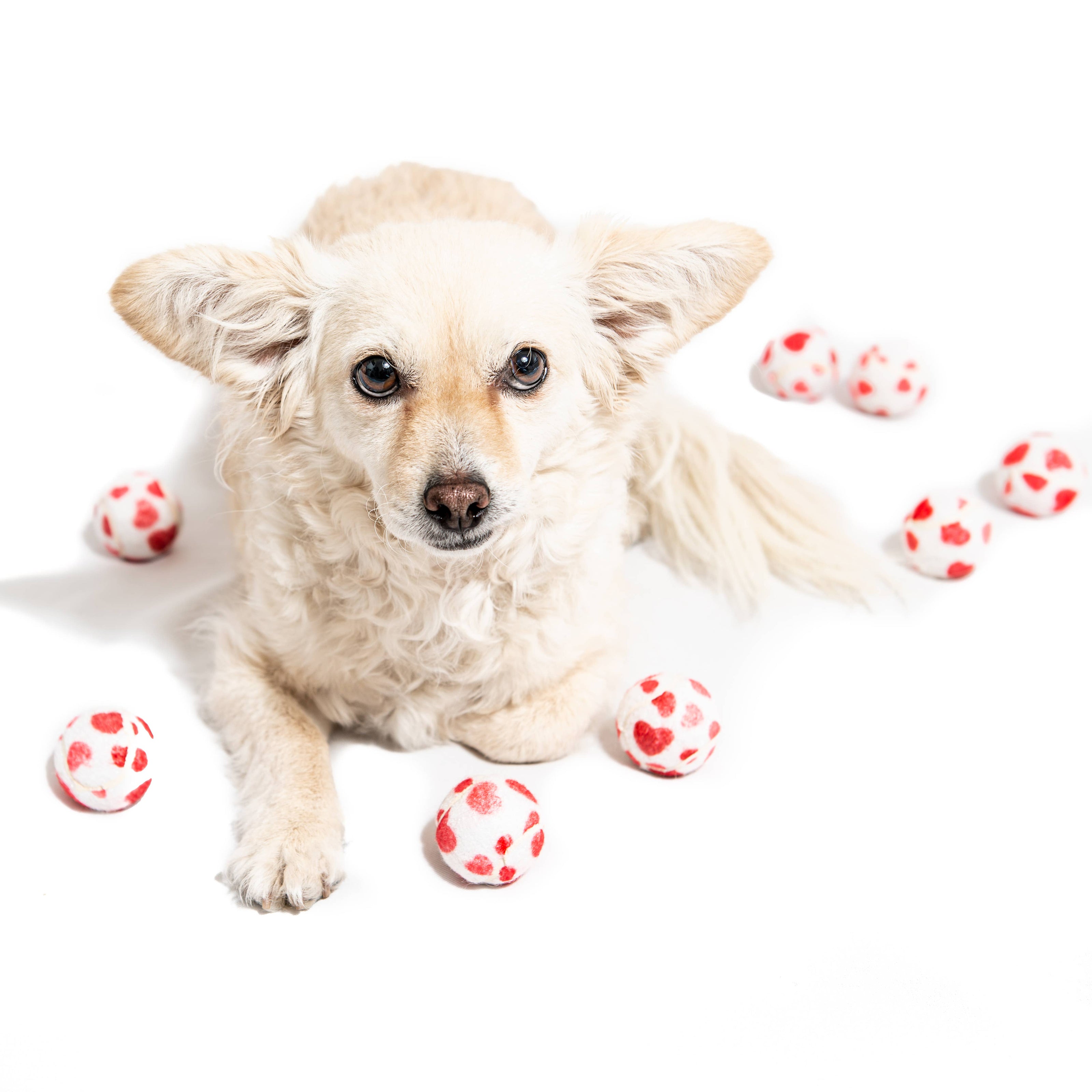 Valentine's Hearts Dog Tennis Ball Mini or Regular Single