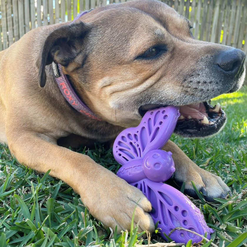 SP Butterfly Nylon Chew & Enrichment Dog Toy