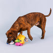 Dog Toy Hide & Seek Into The Deep Set
