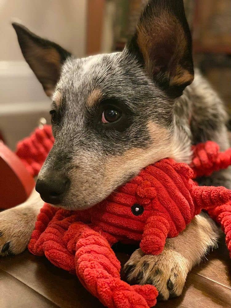 Dog Toy Red Lobster Crunch Plush Toy