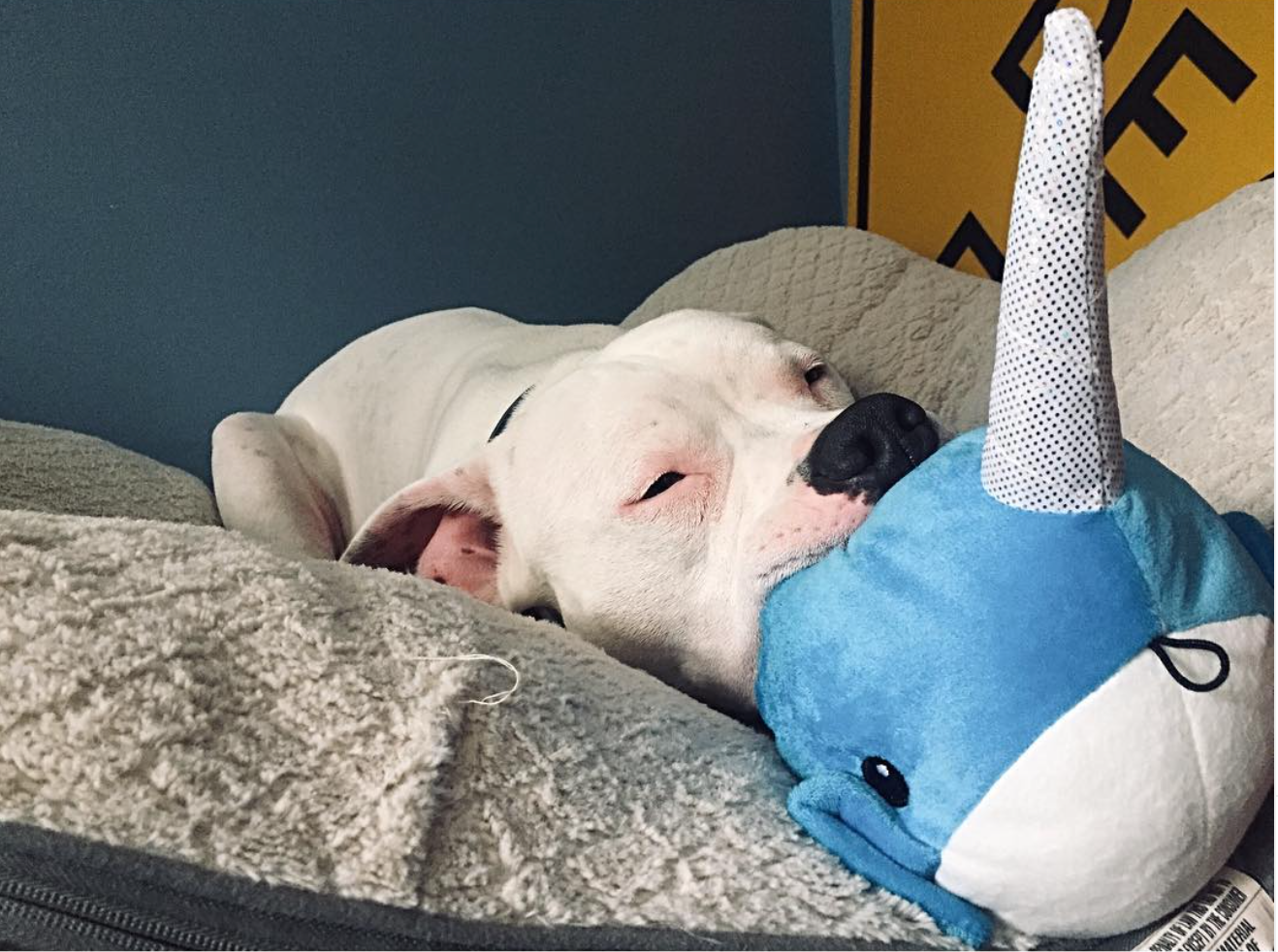 SnugArooz Baby Nikki the Narwhal Plush Dog Toy 5