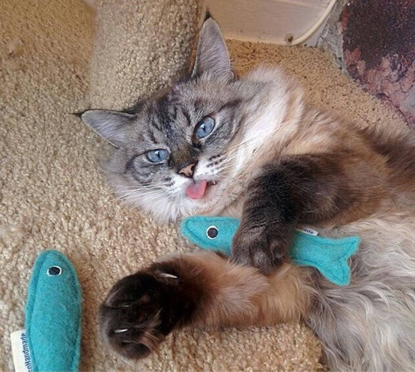 Cat Toy Catnip Wool Sardines Set of Three