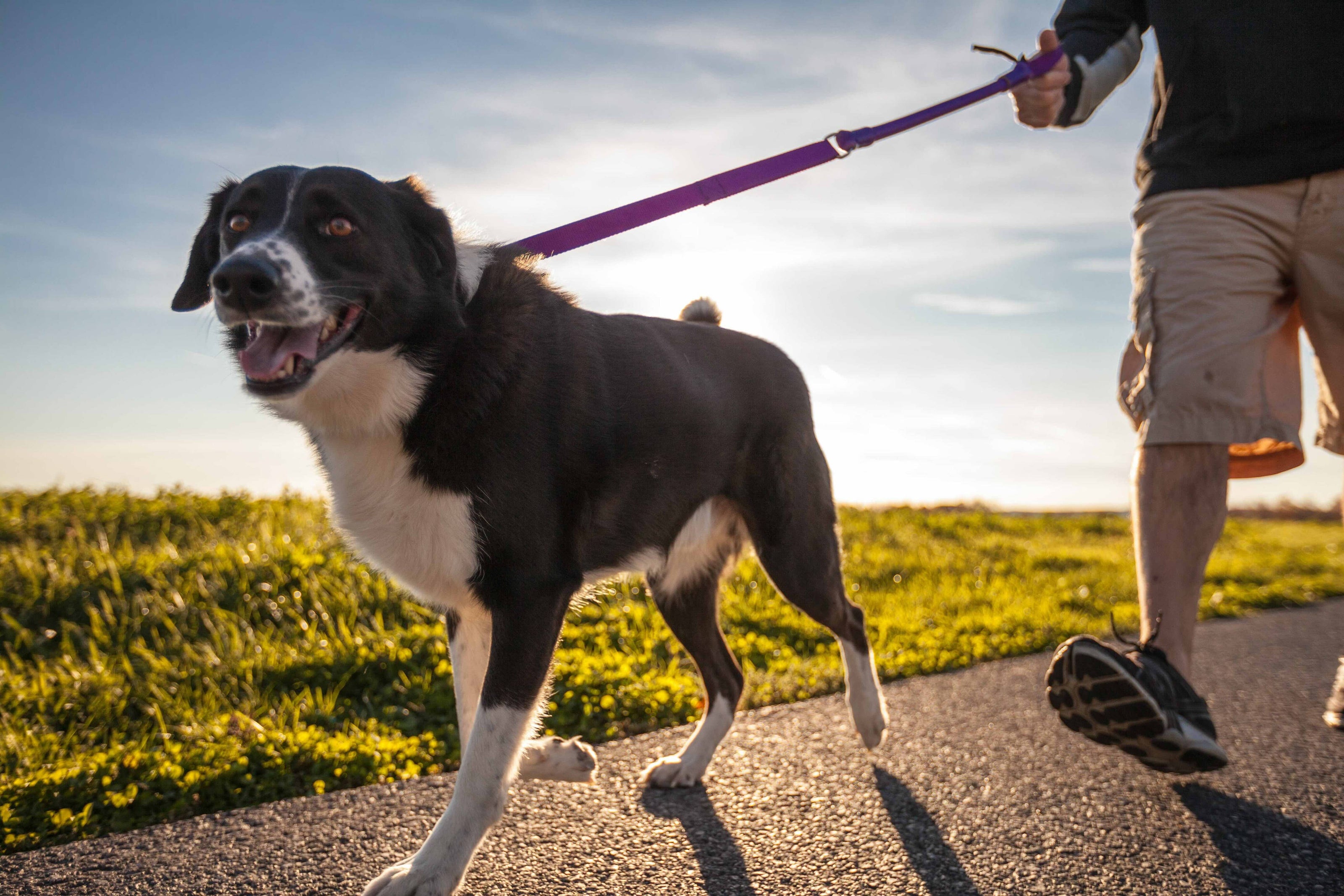 WUNDERLEASH – The No-Pull Leash That Actually Works