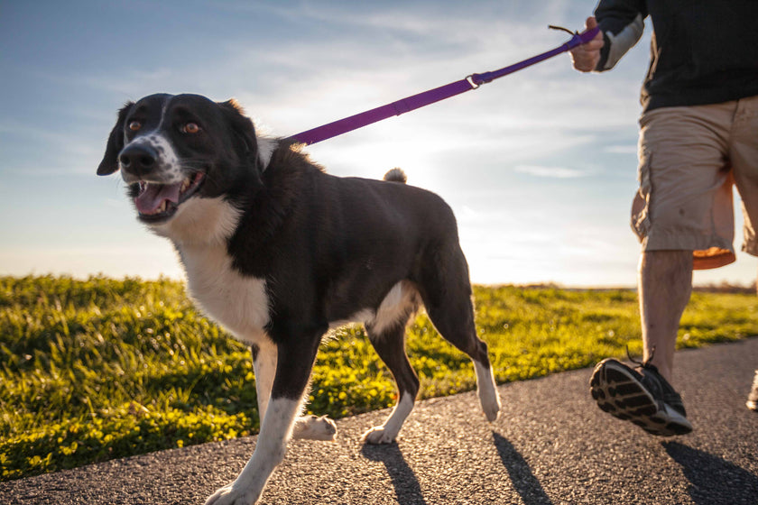 WUNDERLEASH – The No-Pull Leash That Actually Works