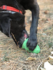 Christmas Tree Dog Toy Durable Rubber Chew Toy