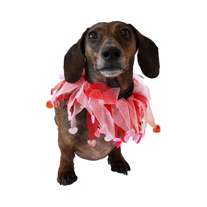 *Valentine's Heart Decorative Dog Collar