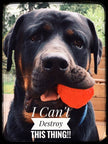 WUNDERball 36 Pack Dog Toy Wholesale Display