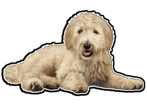 Goldendoodle Laying,  - Vinyl Sticker