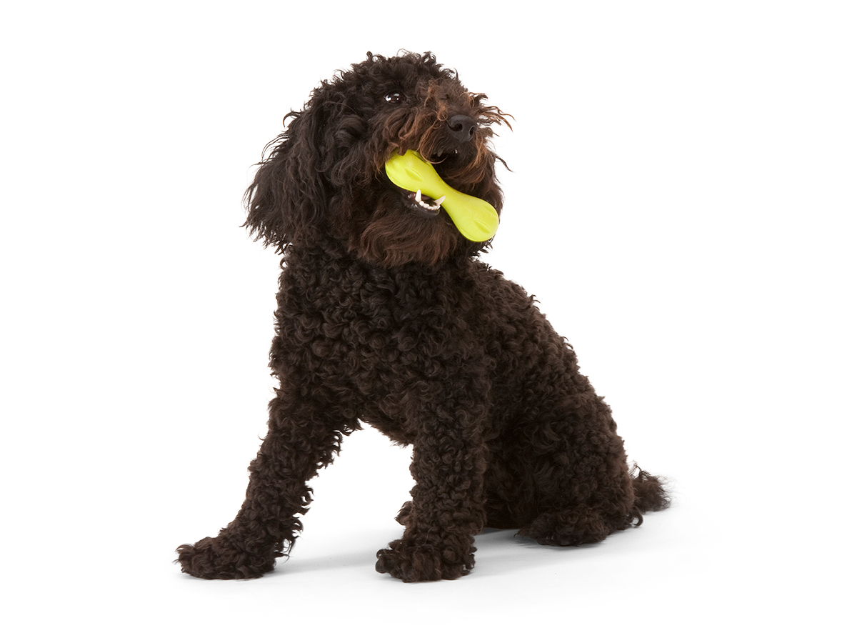 Hurley® Dog Toy for Chew, and Fetch