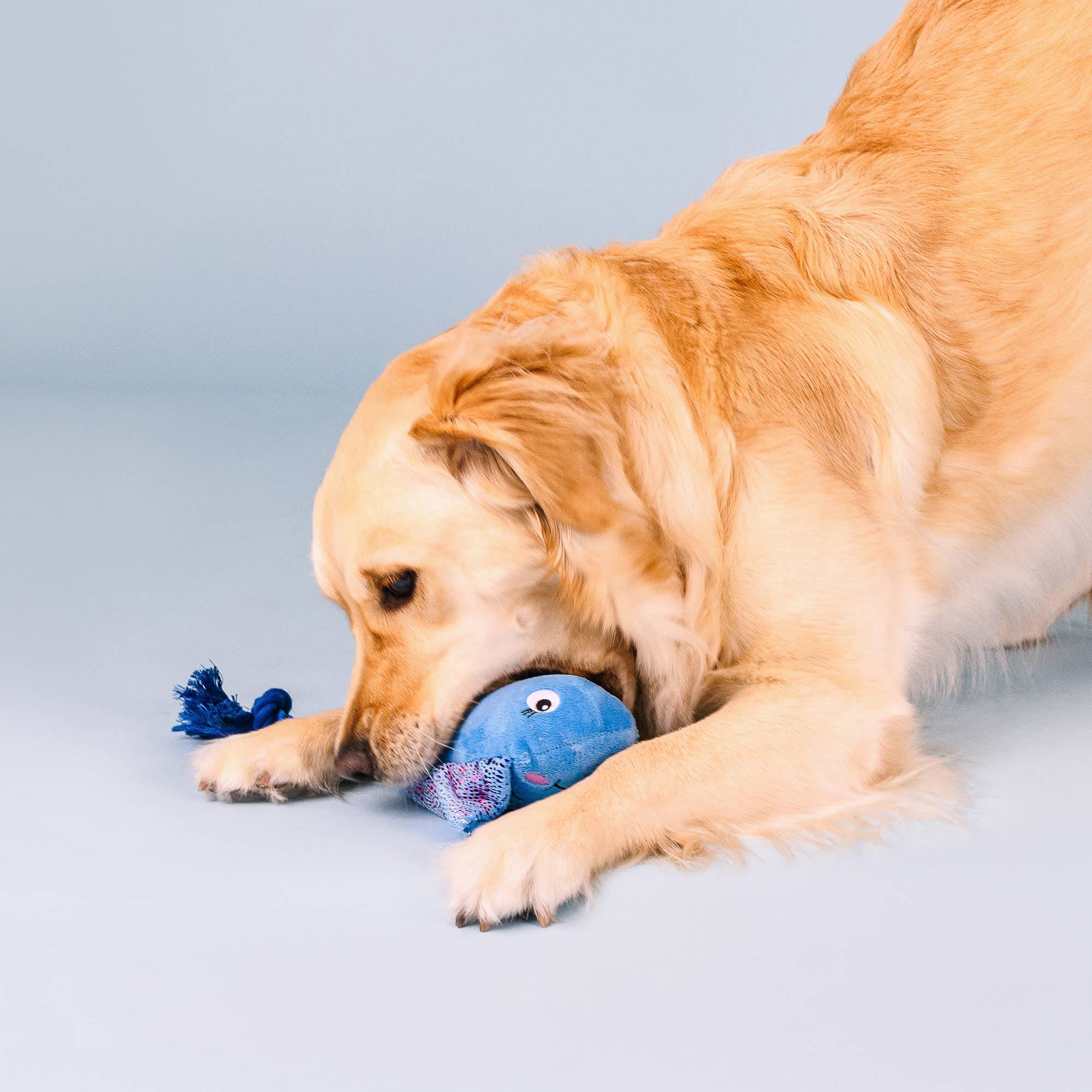 Dog Toy Manta Do The Right Sting Plush Rope Toy