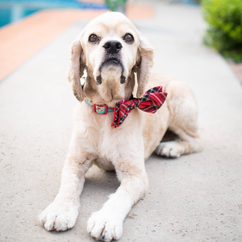 H&K Bow Tie Royal Tartan