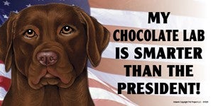 My Chocolate Lab Is Smarter Than the President - Car Magnet