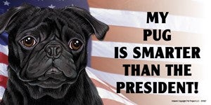 My Pug Is Smarter Than the President - Car Magnet