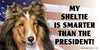 My Sheltie Is Smarter Than the President - Car Magnet