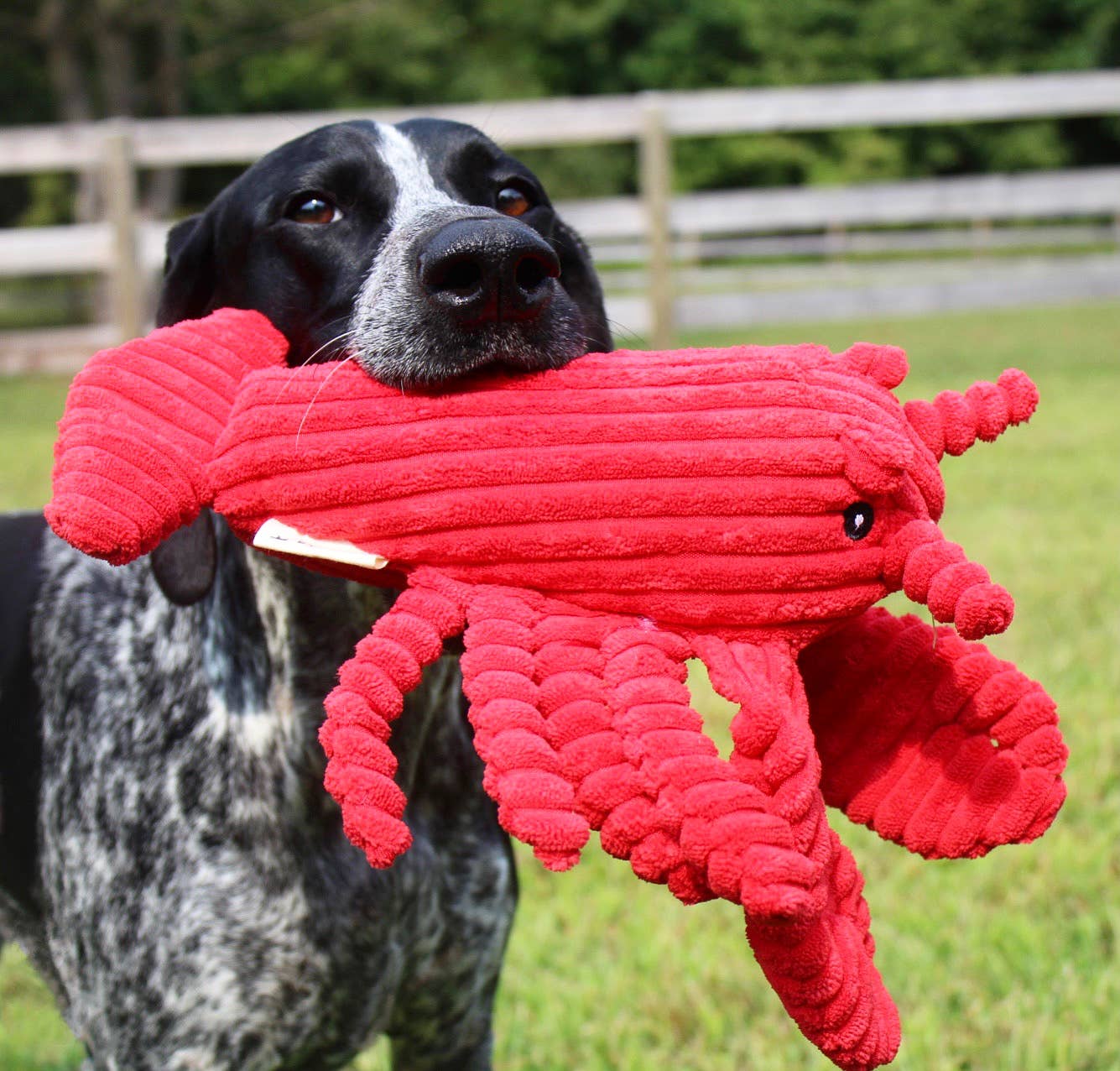 Dog Toy Red Lobster Crunch Plush Toy