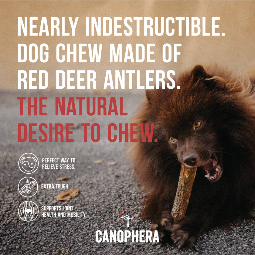 Dog Chew Made of Red Deer Antlers.