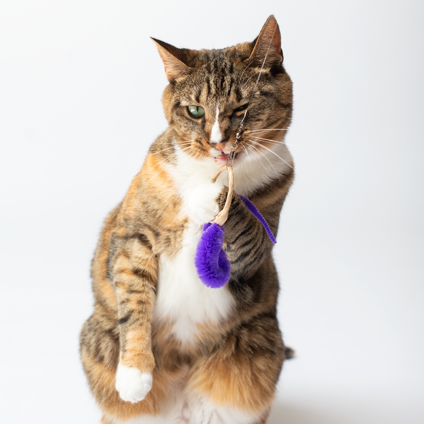 Cat Toy Wand Attachment Toy A-Lure-Ring Ring with tail