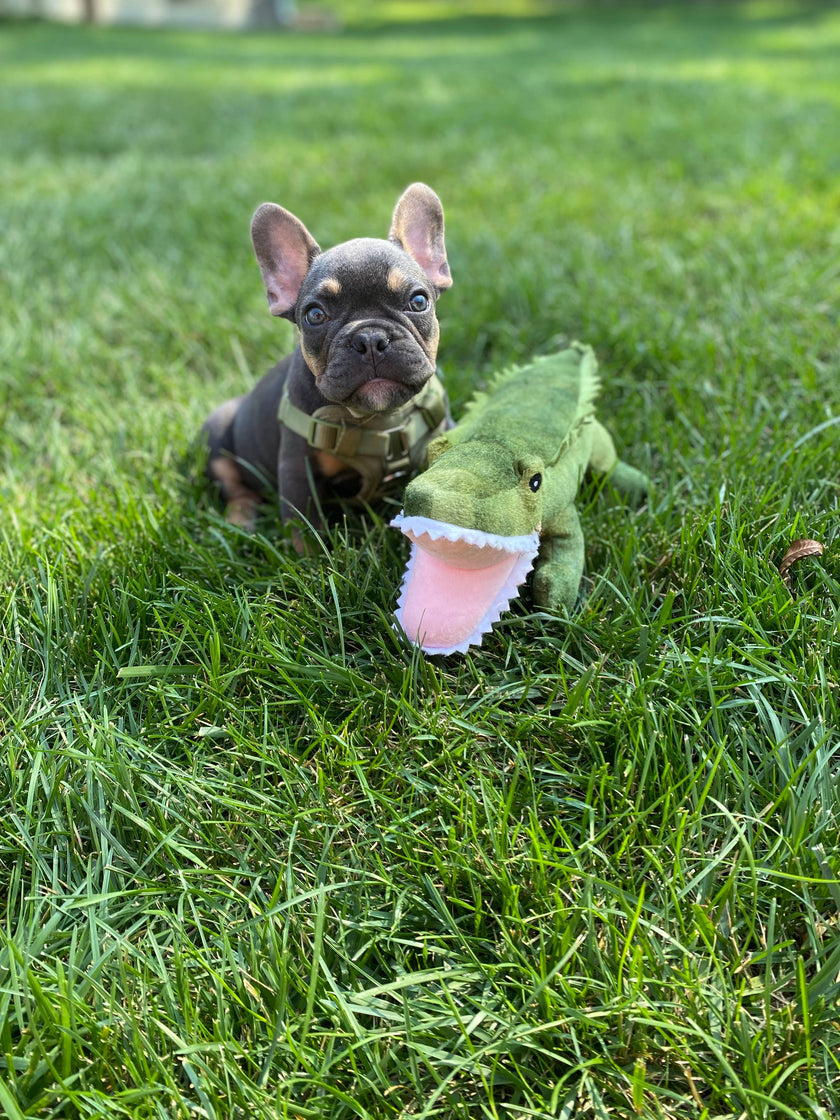 Tall Tails Crunch Plush Gator Dog Toy - 15