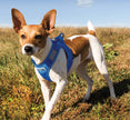 Reflective Lightweight Breathable Step in Dog Harness