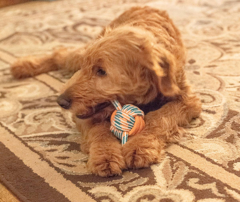 ThoozyPet Figure 8 Knot Ball Rope Dog Toy Blue / Red 11.5