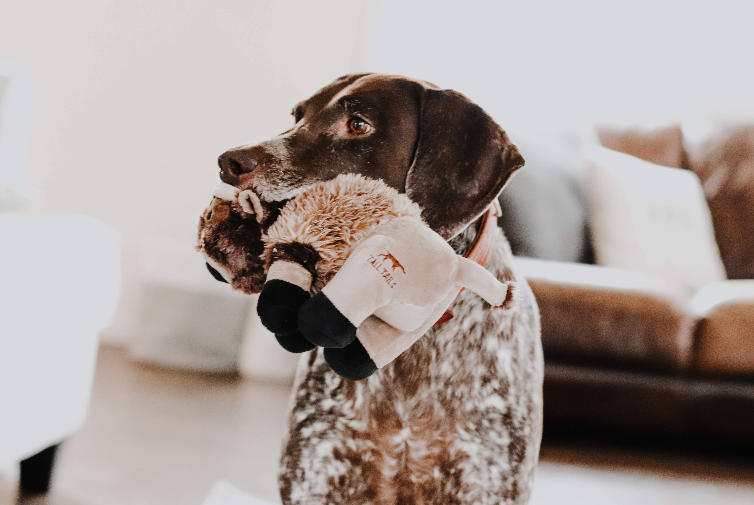Dog Toy Brown Buffalo Plush Squeaker Toy