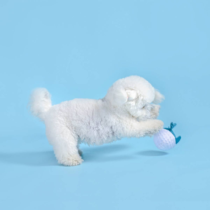 Dog Toy Dolphin Floating Dog Ball Water Toy
