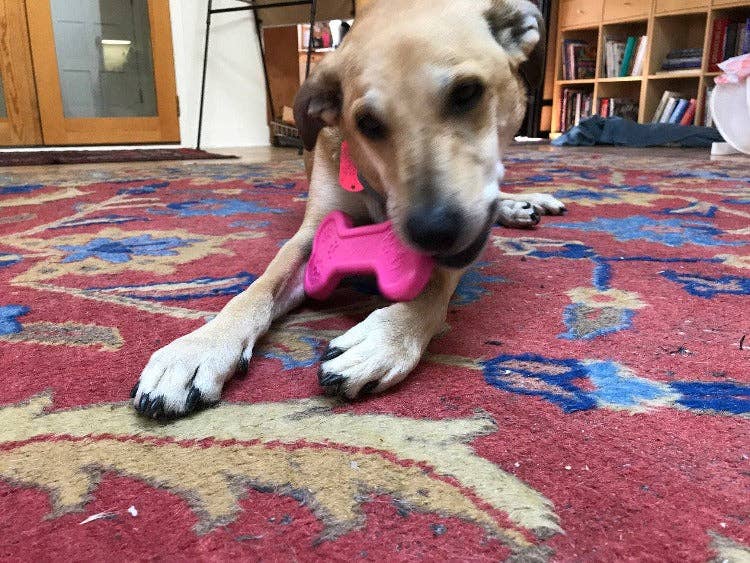 SP Bone Ultra Durable Nylon Dog Chew Toy