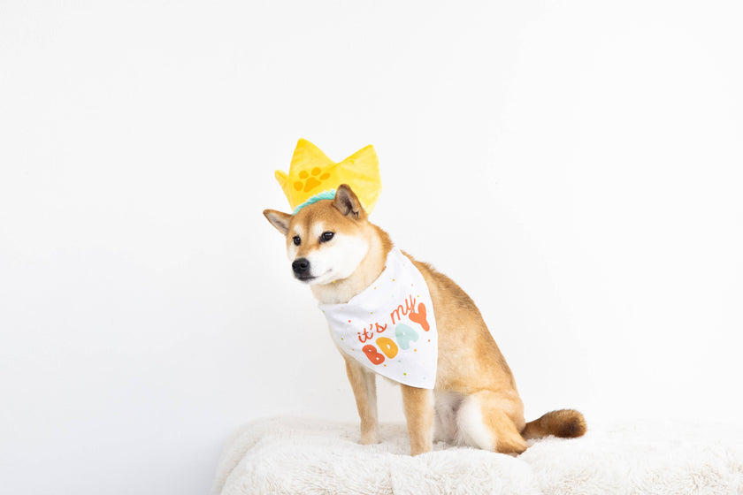 Pearhead Happy Barkday Pet M/L Bandana Hat Set