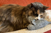 Cat Toy Felt Mouse Wool Toy