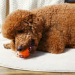 Dog Toy Sloth Zoo Ball Dog Plush Covered Tennis Ball Toy