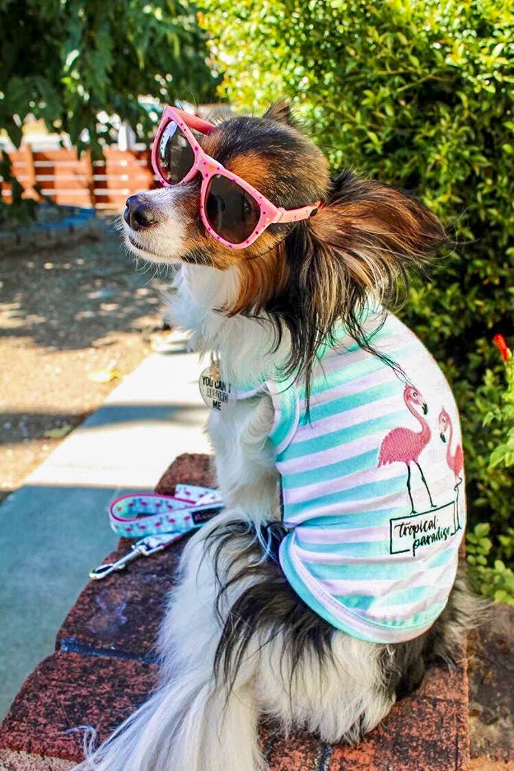 Flamingos Dog or Cat Pet Clothing