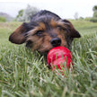 KONG® Easy Treat® Peanut Butter 8 oz
