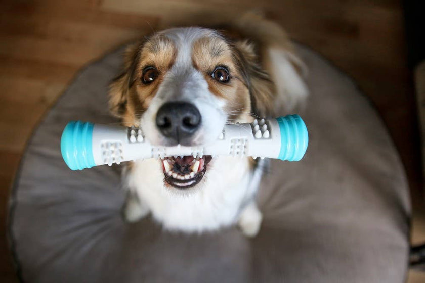 Totally Pooched Chew n' Squeak Stick Foam Rubber Sm Gry/Teal