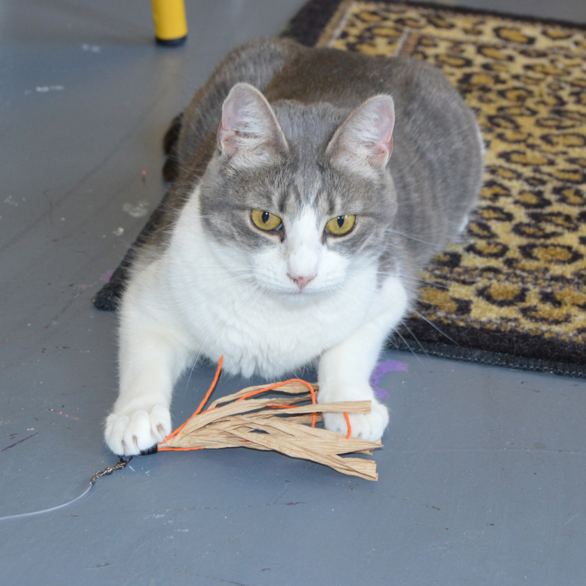 Cat Toy Cuttlefish Wand Attachment Replacement